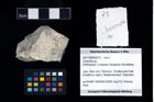 Foto (Objekt + Etikett) von Juracrista sp.  (NHMW-GEO-2017-0089-0073)